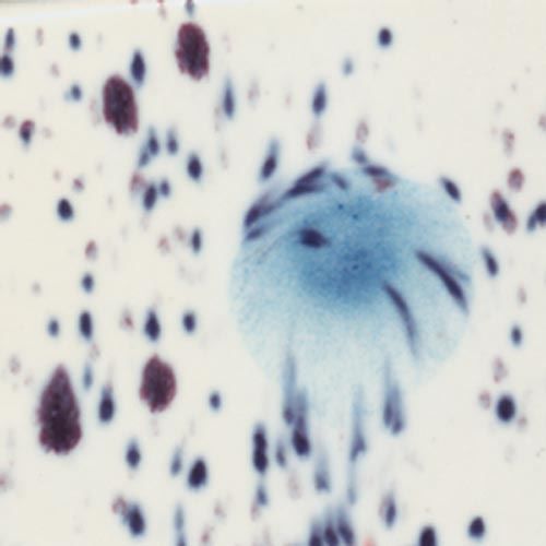 Picture of Mayco Crystalite Glaze S2701 Peacock Eyes 118ml