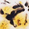 Picture of Mayco Crystalite Glaze S2726 Cheetah 118ml
