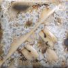 Picture of Mayco Stoneware Crystal Glaze SW155 Winter Wood 473ml