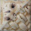 Picture of Mayco Stoneware Crystal Glaze SW176 Sandstone 473ml