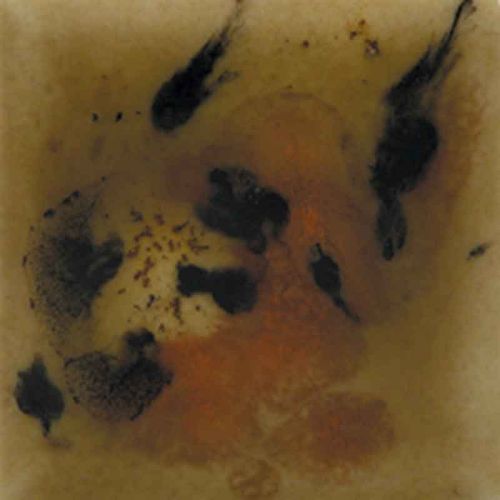 Picture of Mayco Crystalite Glaze S2725 Safari 118ml