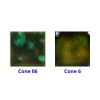 Picture of Mayco Jungle Gems Glaze CG707 Woodland Fantasy 118ml