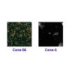 Picture of Mayco Jungle Gems Glaze CG798 Black Iris 118ml