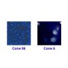 Picture of Mayco Jungle Gems Glaze CG958 Lagoon Blue 118ml