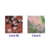 Picture of Mayco Jungle Gems Glaze CG980 Coral Puff 118ml