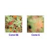 Picture of Mayco Jungle Gems Glaze CG982 Mixed Melon 118ml