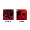 Picture of Mayco Jungle Gems Glaze CG984 Ladybug 118ml