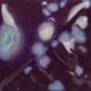 Picture of Mayco Stoneware Crystal Glaze SW190 Passion Flower 473ml