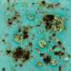 Picture of Mayco Jungle Gems Glaze CG1008 Blue Guppy 473ml