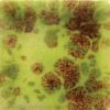 Picture of Mayco Jungle Gems Glaze Assortment Kit 118ml
