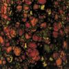 Picture of Mayco Jungle Gems Glaze Assortment Kit 118ml