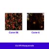 Picture of Mayco Jungle Gems Glaze Assortment Kit 118ml