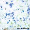 Picture of Mayco Specialty Glaze SG305 Spearmint Snow Gem 118ml