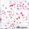 Picture of Mayco Specialty Glaze SG304 Berry Snow Gem 118ml
