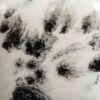 Picture of Mayco Jungle Gems Glaze CG977 Ink Spots 473ml