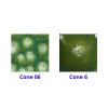 Picture of Mayco Jungle Gems Glaze S2715 Spotted Kiwi 473ml