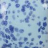 Picture of Mayco Stroke and Coat SP245 Speckled My Blue Heaven 59ml