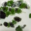 Picture of Mayco Jungle Gems Glaze CG1005 Maroon Lagoon 118ml
