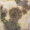 Picture of Mayco Jungle Gems Glaze CG999 Jazz Notes 118ml